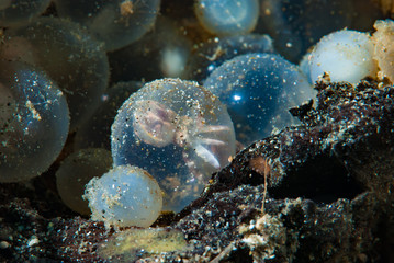 Obraz na płótnie Canvas Eggs of Flamboyant Cuttlefish Metasepia pfefferi