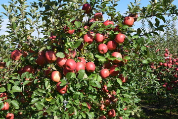 真っ赤に実ったリンゴ