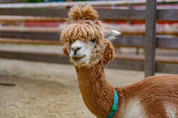 Obraz premium アルカパ