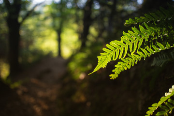 Farn im Gegenlicht im Wald