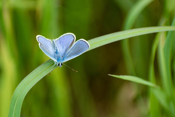 Bläuling