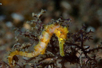 Thorny Seahprse Hippocampus histrix