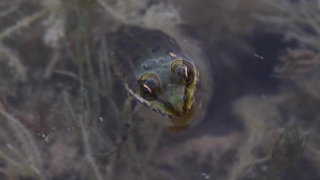 frog in a pond