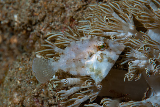Lethargic Filefish รูปภาพFilefish – เลือกดูภาพถ่ายสต็อก เวกเตอร์ และวิดีโอ2,037 | Adobe Stock