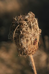 you will conquer this mountain