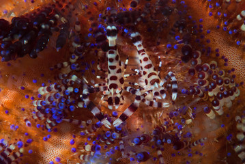 Coleman Shrimp Periclimenes colemani