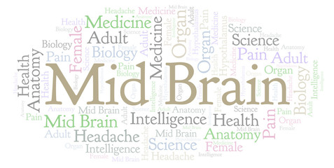 Obraz premium Mid Brain word cloud.