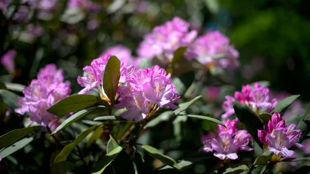 Violet rhododendron blooms against the background of green grass 
