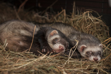 Ferrets