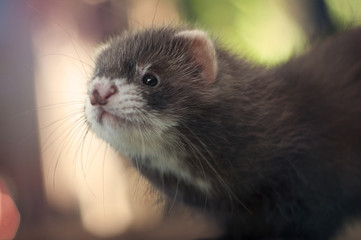 Ferret