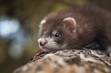 Ferret