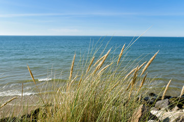 des oyats dans les dunes