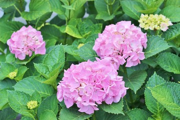 日本の公園に咲くピンク色のあじさい