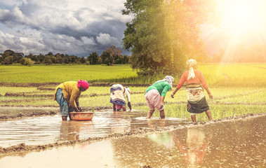 Woman Planting rice seedlings in the rice paddy field