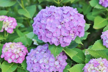 日本の公園に咲く紫色のあじさい