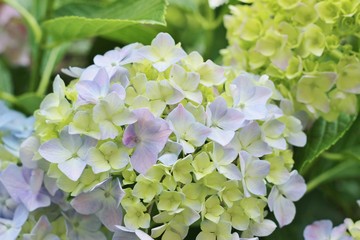 日本の公園に咲く水色のあじさい