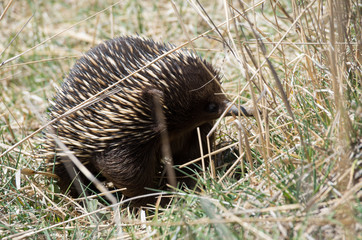 Echidna grazing in grass