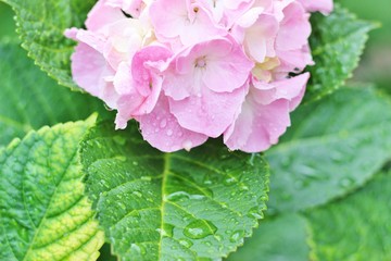 日本の公園に咲くピンク色のあじさい