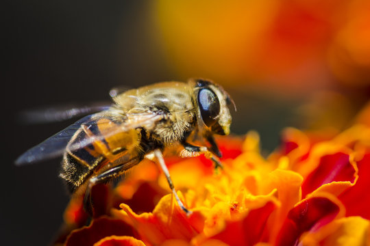 Macro - Bee sits on a marigold (Tagetes)