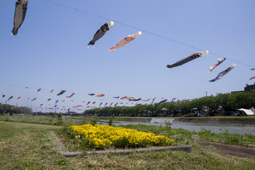 相川の鯉のぼり／岐阜県垂井町