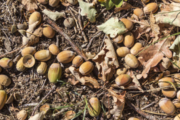 Background - autumn picture, acorns and leaves on the ground