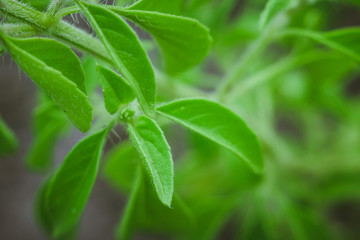 lemon Basil plant