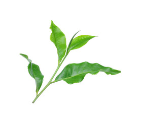 green tea leaf isolated on white background