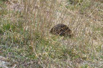 Echidna grazing in grass