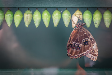 Peleides morpho butterfly and cocoons