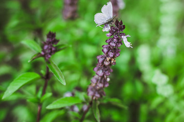 flowering Thai Basil