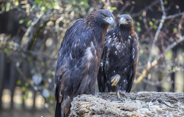 Couple of Iberian Golden eagles or Aquila chrysaetos, Caceres, Spain