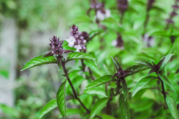 flowering Thai Basil