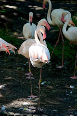 オオフラミンゴ