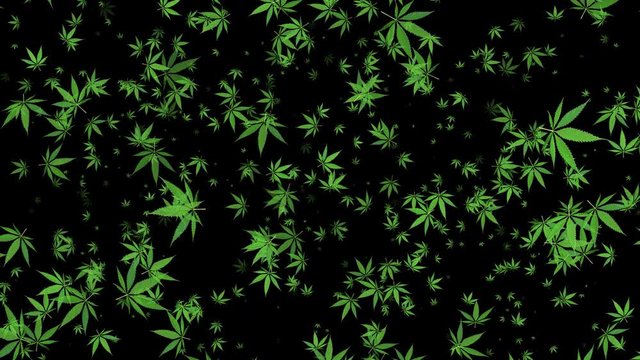 4K Cannabis Leaves Flying Transparent Background