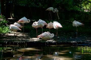 オオフラミンゴ