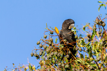 Female Red-tailed Black-Cockatoo eating honky nuts Western Australia