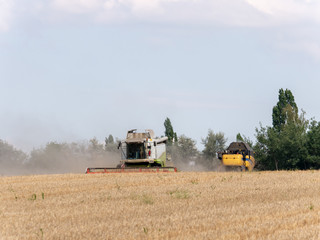 Fototapeta premium Two combine harvesters on grain field. Summer harvest and blue sky. Combine harvesters on the field. Combine harvest on grain field. Harvesting on grain field.