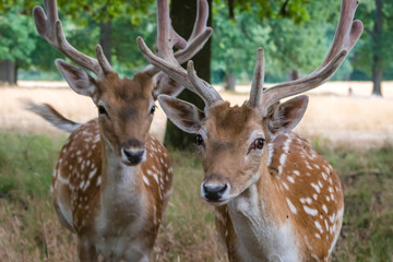 Family herd of spotted deers
