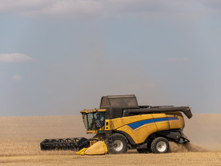 Obraz premium Yellow combine harvesters on the field. Combine harvest on grain field. Summer harvest and blue sky. Harvesting on grain field. Harvests wheat in the fields in summer.