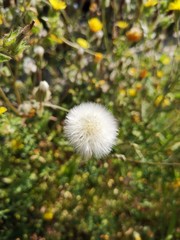 beauty in Nature close-up Dandelion seed day flower head Flowering plant fragility Freshness Green color Growth 