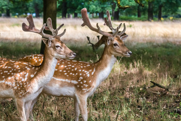 Family herd of spotted deers