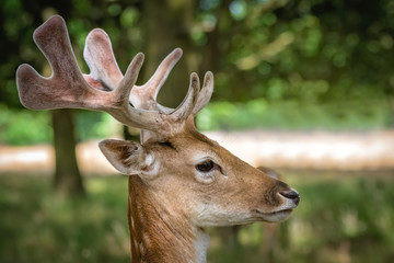 Portrait of a proudly looking deer