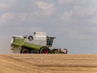 Obraz premium Combine harvesters on the field. Combine harvest on grain field. Summer harvest and blue sky. Harvesting on grain field. Harvests wheat in the fields in summer.