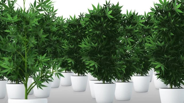 Cannabis Plants 3D Animation
