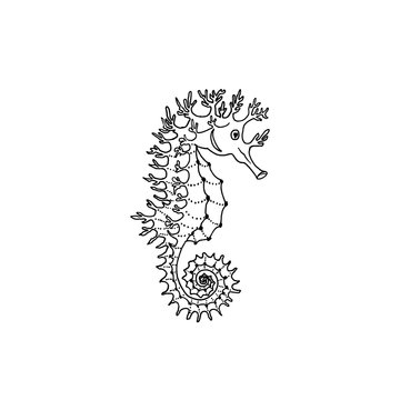 Vector illustration of seahorse silhouette. Hand drawing seahorse