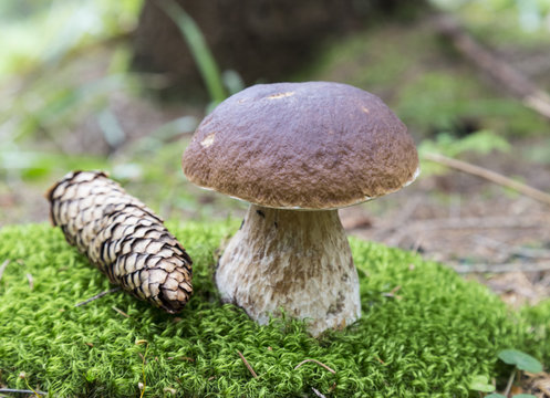 Mushroom  in green forest moss
