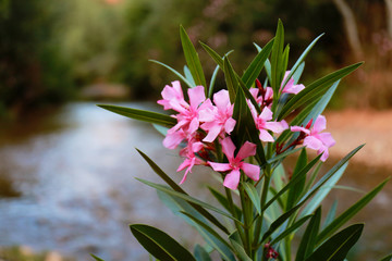 Oleander