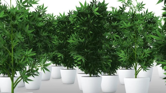 Cannabis Plants 3D Animation