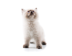 Adorable cat on isolated white background