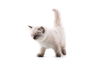Adorable cat on isolated white background